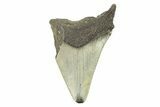 Partial, Fossil Megalodon Tooth - Serrated Blade #273047-1